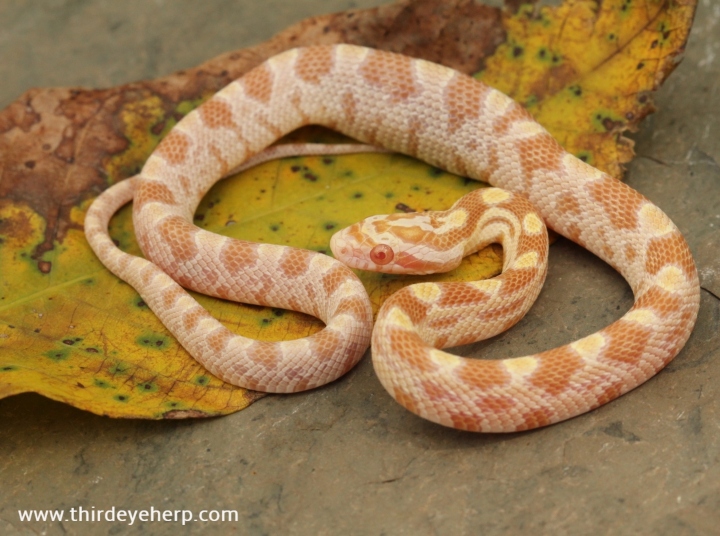 Butter Motley Corn Snake